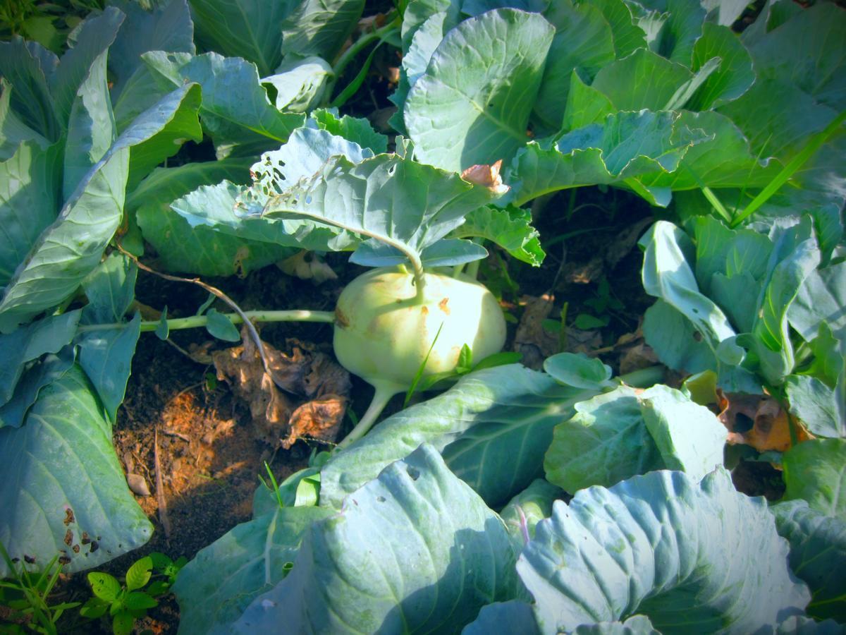 Urban Farmhouse Σιέμ Ρέαπ Εξωτερικό φωτογραφία
