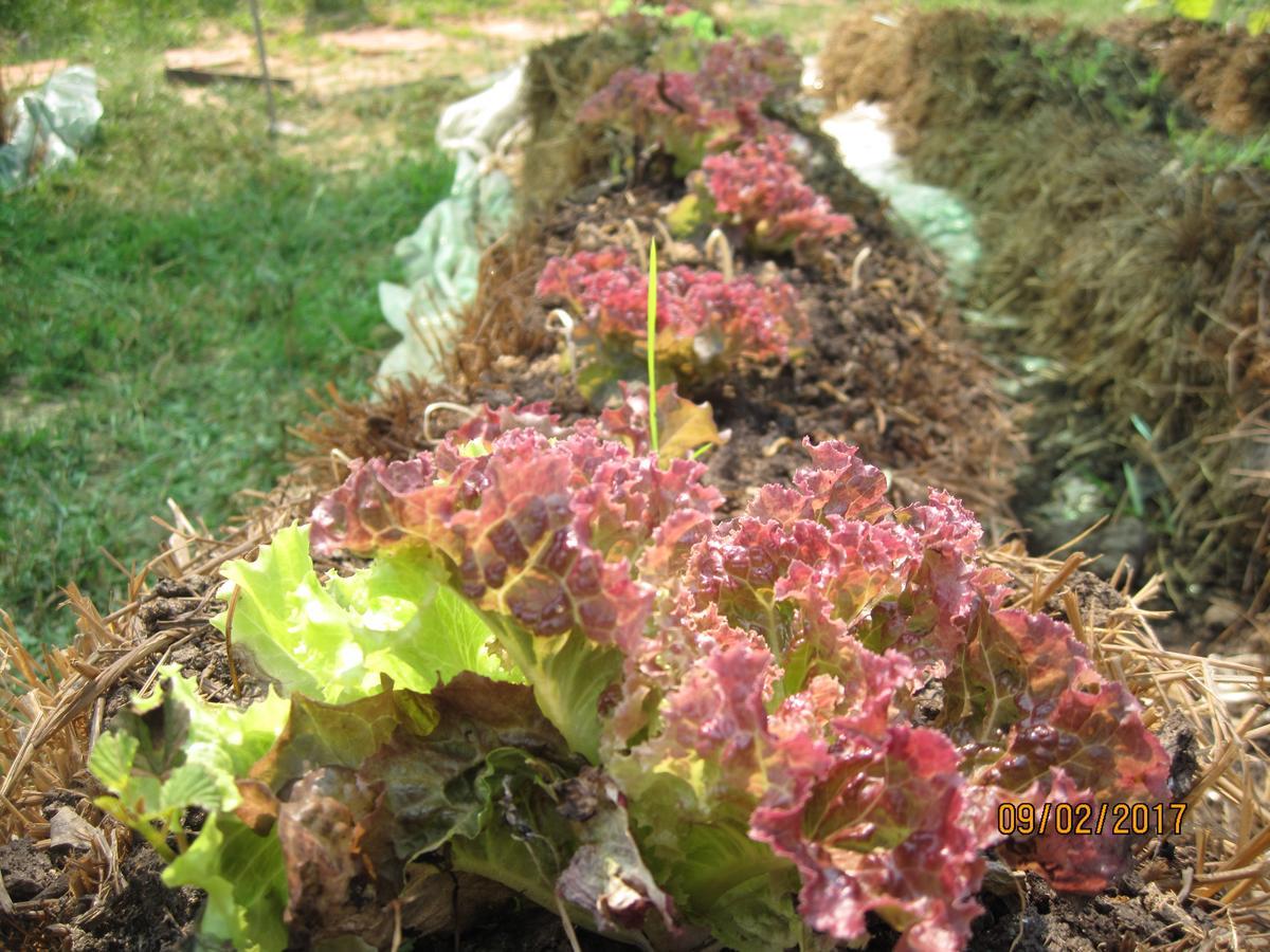 Urban Farmhouse Σιέμ Ρέαπ Εξωτερικό φωτογραφία